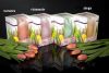 tulipan w pud_1 feliratos